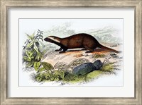 Badger Fine Art Print