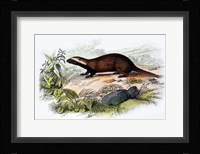 Badger Fine Art Print