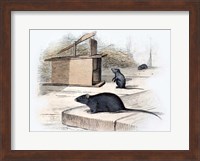 Mouse Fine Art Print