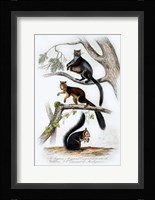 Squirrels Fine Art Print