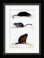 La Taupe, Le Muscardin, La Marmotte Fine Art Print