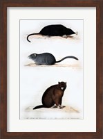 La Taupe, Le Muscardin, La Marmotte Fine Art Print