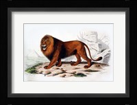 Lion Fine Art Print