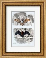 Bats Fine Art Print