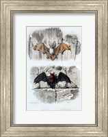 Bats Fine Art Print