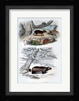 L'Agouti, Le Glouton Fine Art Print
