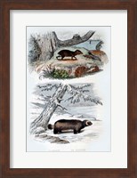 L'Agouti, Le Glouton Fine Art Print