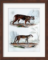 Tiger and Leopard Fine Art Print