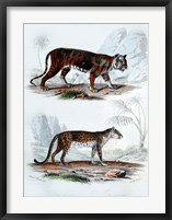 Tiger and Leopard Fine Art Print