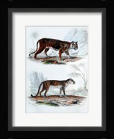 Tiger and Leopard Fine Art Print