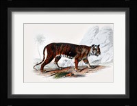 Tiger Fine Art Print