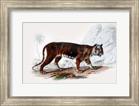 Tiger Fine Art Print