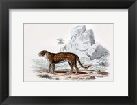 Leopard III Fine Art Print