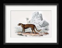Leopard III Fine Art Print