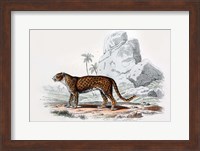 Leopard III Fine Art Print