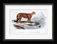 Cougar Fine Art Print