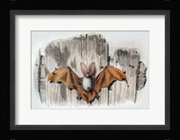 Bat II Fine Art Print