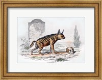 Hyena I Fine Art Print