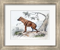 Hyena II Fine Art Print