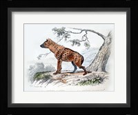 Hyena II Fine Art Print