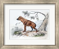 Hyena II Fine Art Print