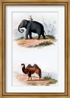 Elephant and Camel Fine Art Print