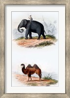 Elephant and Camel Fine Art Print