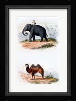 Elephant and Camel Fine Art Print