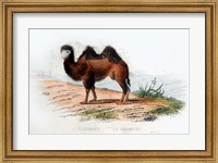 Camel Fine Art Print