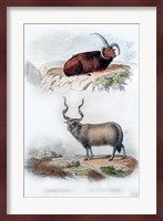 Pair of Rams Fine Art Print