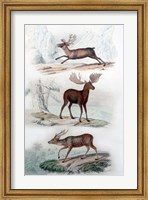 Stag, Elk and Deer Fine Art Print