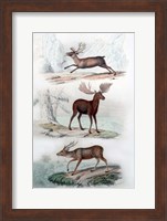 Stag, Elk and Deer Fine Art Print