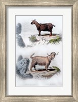 Pair of Goats Fine Art Print