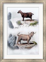 Pair of Goats Fine Art Print