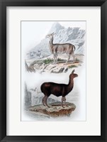 Vicuna and Llama Fine Art Print