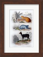 Three Mammals I Fine Art Print