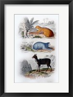 Three Mammals I Fine Art Print