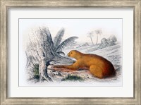 Mammal I Fine Art Print