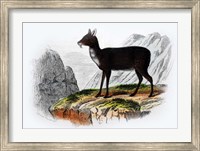 Mammal III Fine Art Print