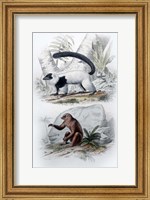 Pair of Mammals Fine Art Print