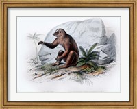 Mammal V Fine Art Print