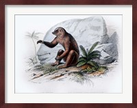Mammal V Fine Art Print