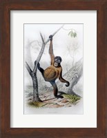Orangutan Fine Art Print