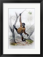 Orangutan Fine Art Print