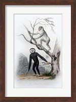 Pair of Monkeys III Fine Art Print