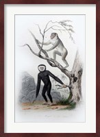Pair of Monkeys III Fine Art Print