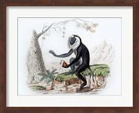 Monkey III Fine Art Print