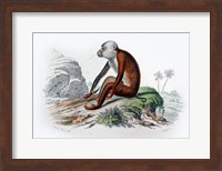 Monkey IV Fine Art Print