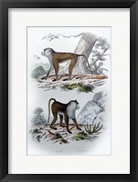 Pair of Monkeys V Fine Art Print