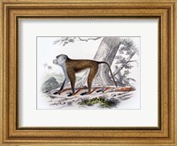 Monkey V Fine Art Print